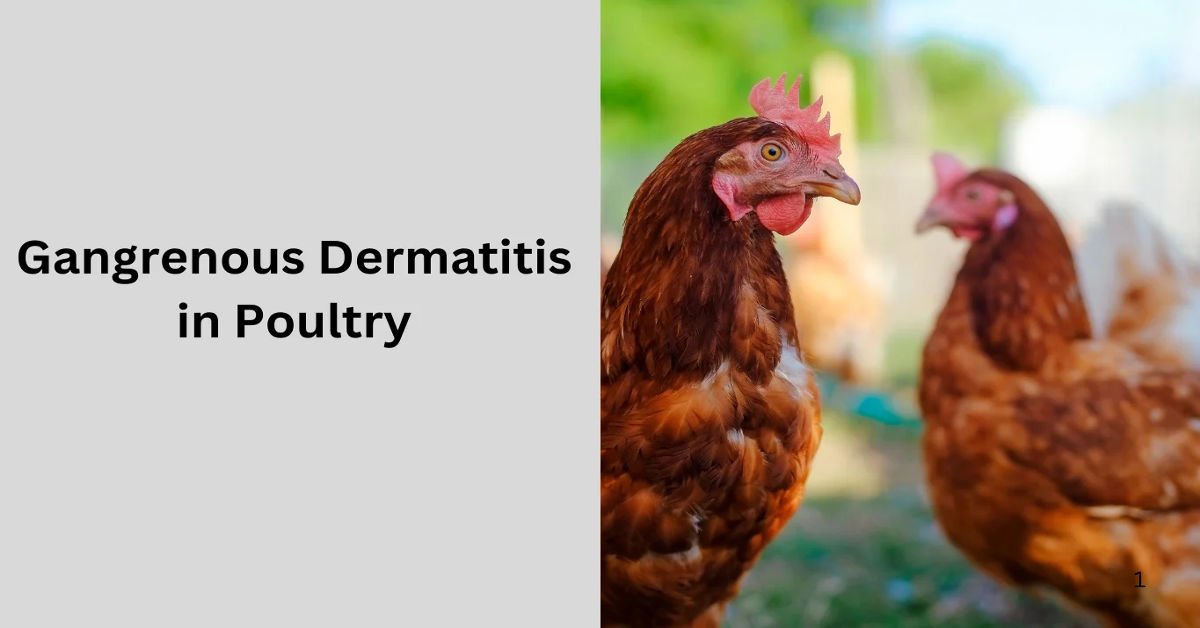 Gangrenous-Dermatitis-in-poultry.