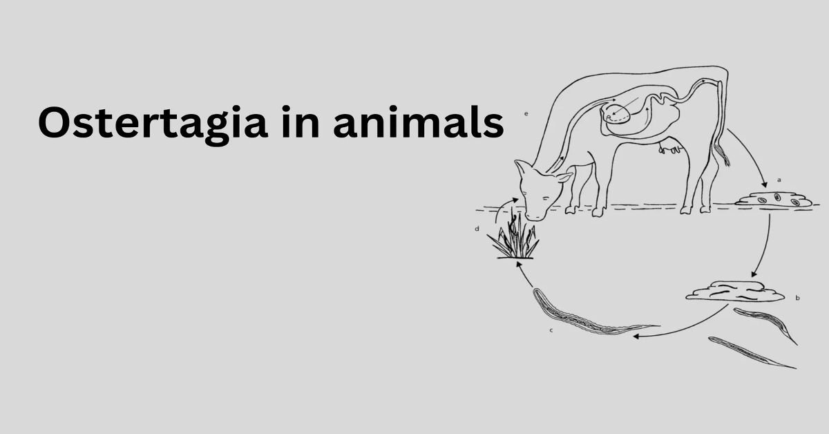 Ostertagia-in-animals