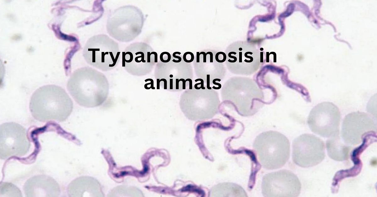 Trypanosomosis-in-Animal