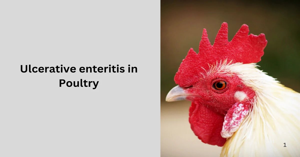 ulcerative-enteritis-in-poultry
