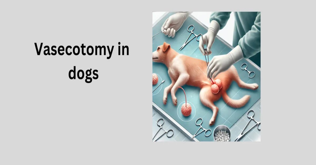 vasecotomy-in-dog