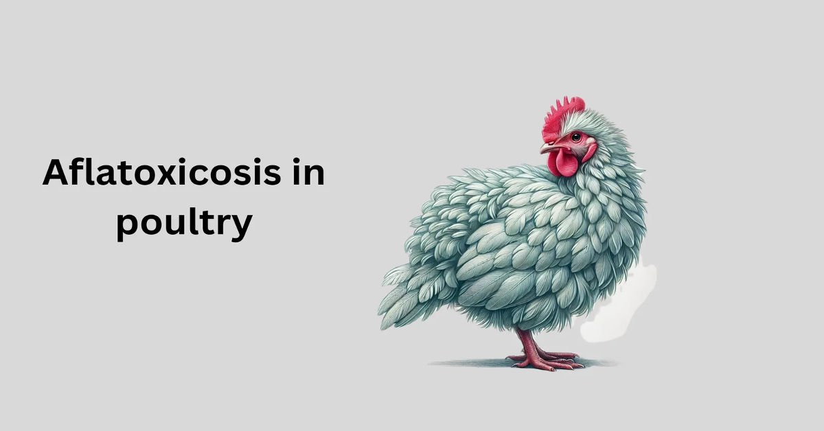 Aflatoxicosis-in-poultry