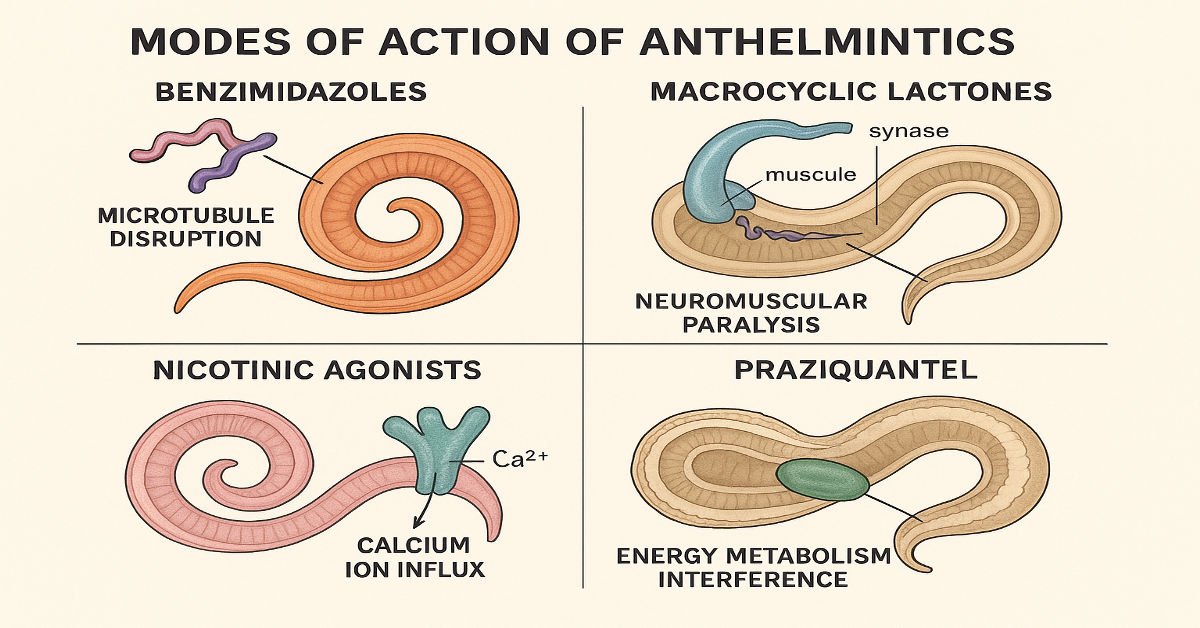Modes-of-Action-of-Anthelmintic