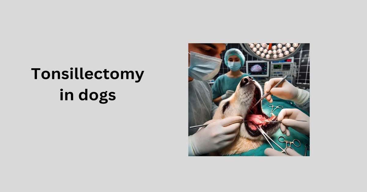 Tonsillectomy in dog