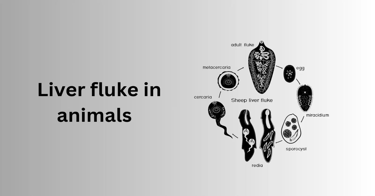 liver fluke in animals