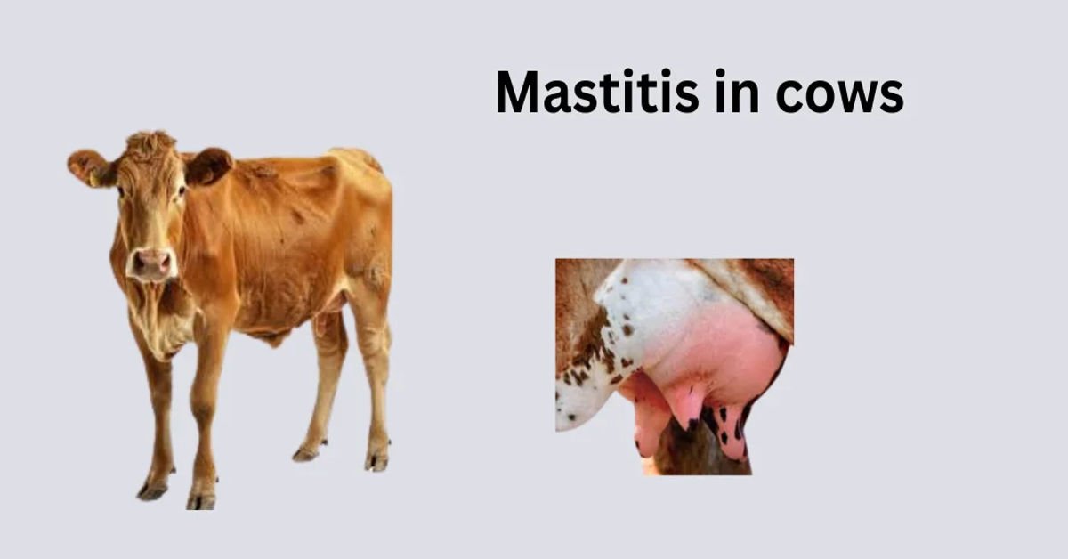 mastitis in cow