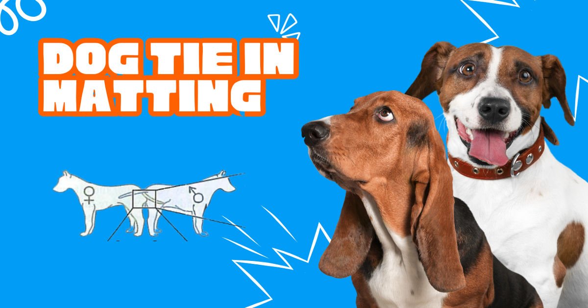 Why Dogs Get Stuck After Mating The Truth About the Tie