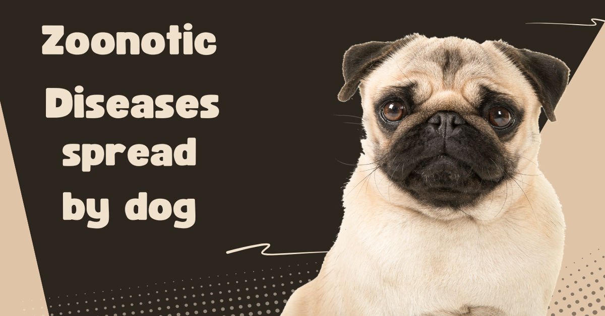 zoonotic disease spread by dog